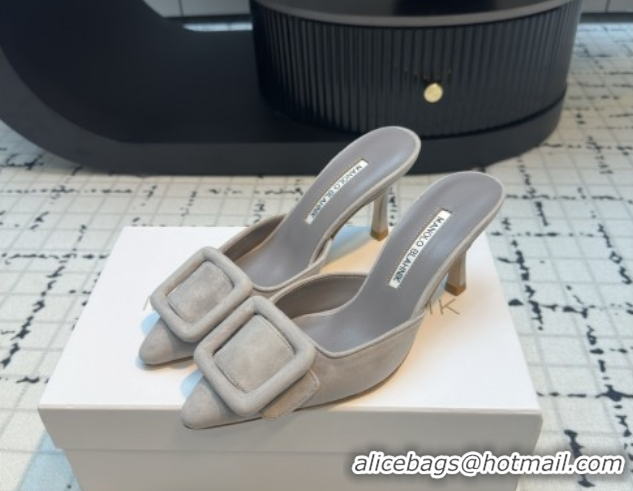 Good Looking Manolo Blahnik MAYSALE 70 Mules with Buckle in Suede 5112526 Grey 2026