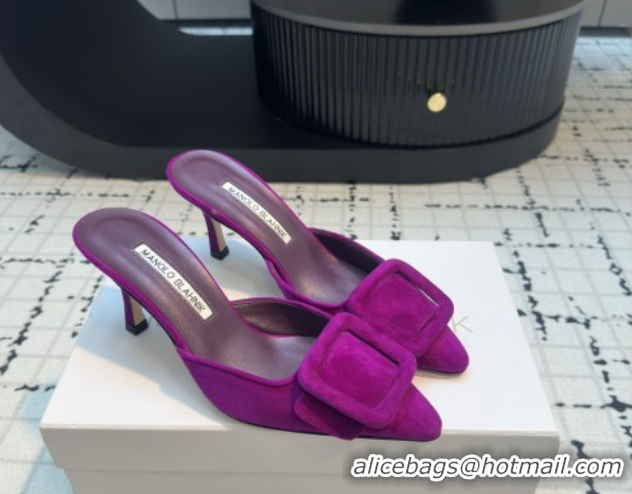 Grade Quality Manolo Blahnik MAYSALE 70 Mules with Buckle in Suede 5112526 Purple 2026