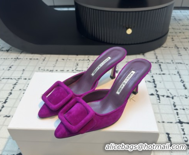 Grade Quality Manolo Blahnik MAYSALE 70 Mules with Buckle in Suede 5112526 Purple 2026