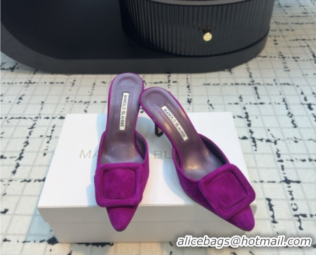 Grade Quality Manolo Blahnik MAYSALE 70 Mules with Buckle in Suede 5112526 Purple 2026